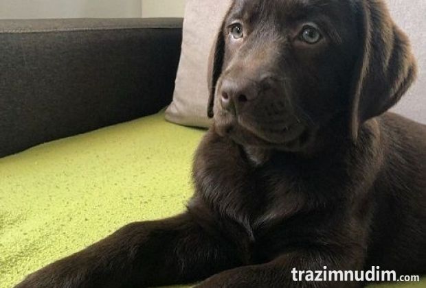 LABRADOR retriver, čokoladni štenci 