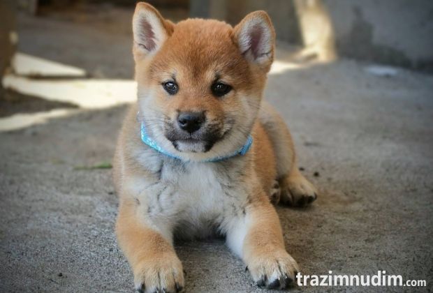 Shiba Inu prelepi štenci