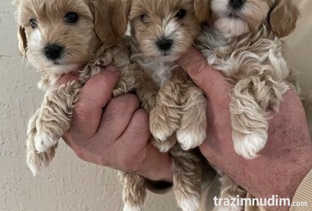Mini maltipoo