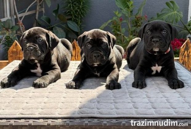 Crni Cane Corso štenci - rezervacije u toku 