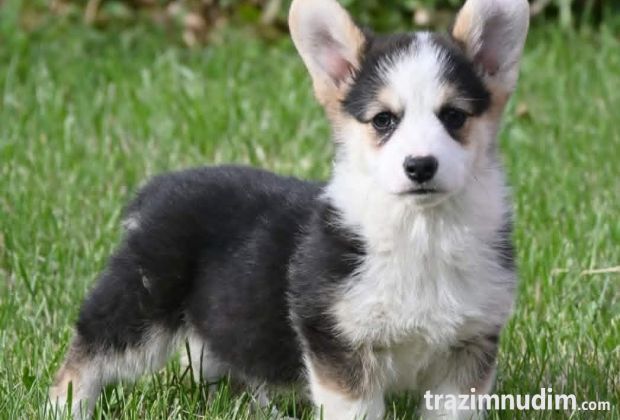 Velski korgi/Welsh Corgi Pembroke štenci