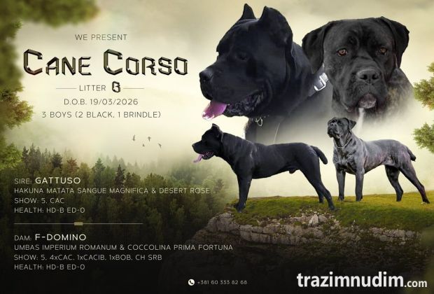 Kane Korso Cane Corso štenci