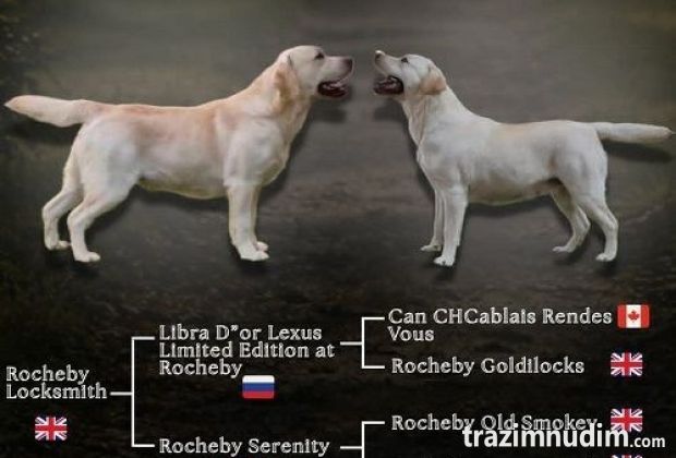 Stenci LABRADOR retrivera 