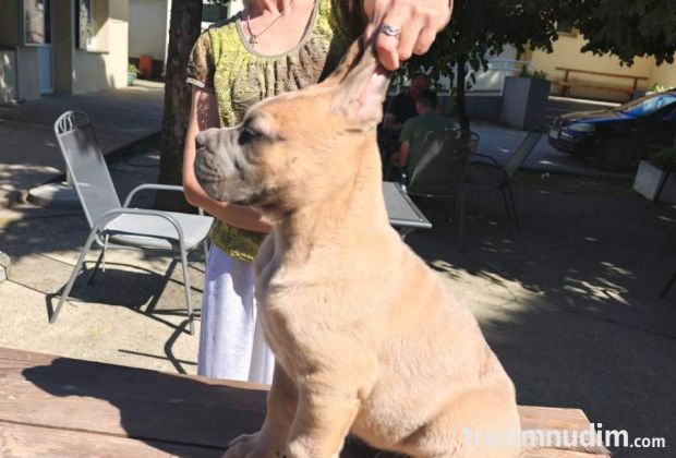 CANE CORSO prelepi štenci