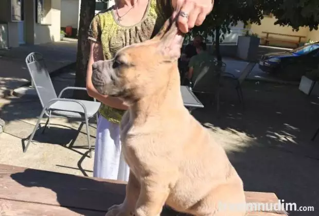 CANE CORSO prelepi štenci