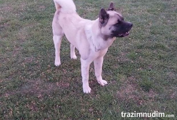 Američka akita, parenje 