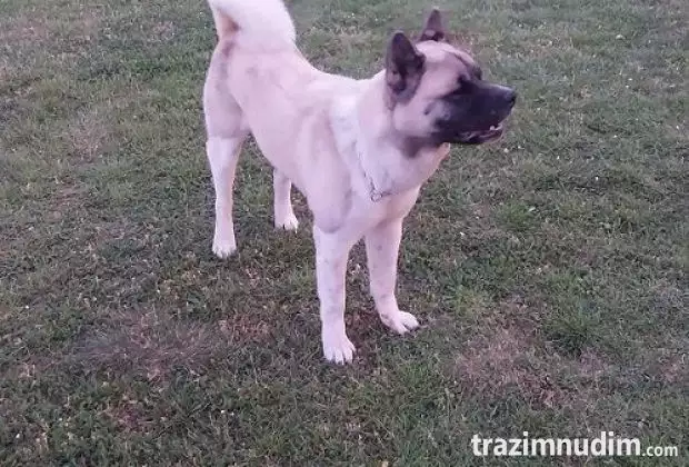 Američka akita, parenje 