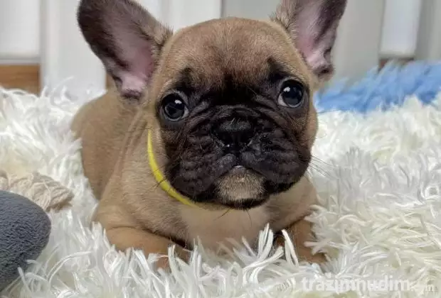 Francuski Buldog stenci