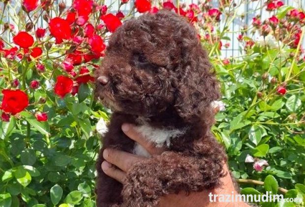 Lagoto Romanjolo (Lagotto Romagnolo)