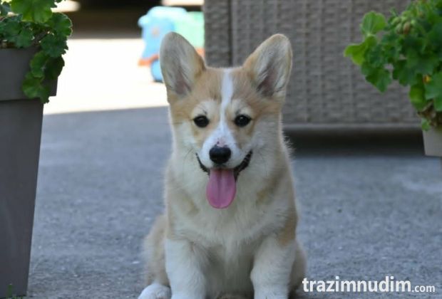 Velski korgi/Welsh Corgi Pembroke štenci