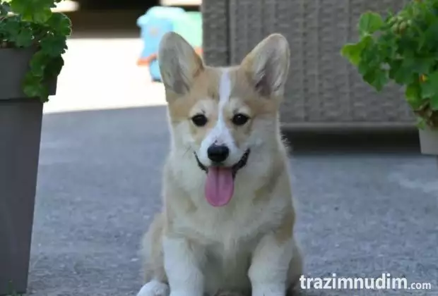Velski korgi/Welsh Corgi Pembroke štenci