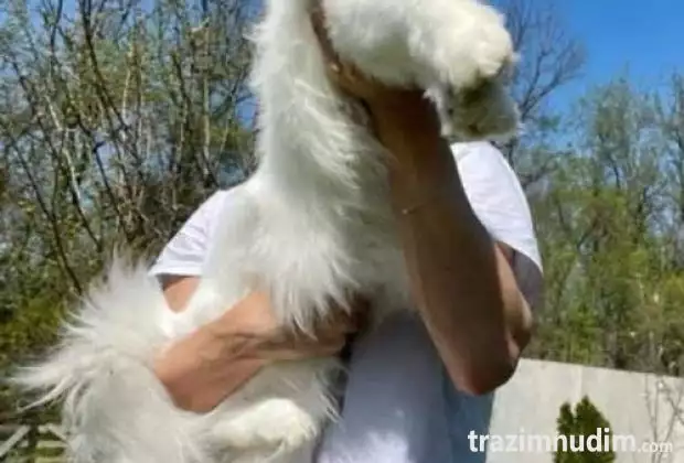 Maine Coon mačići