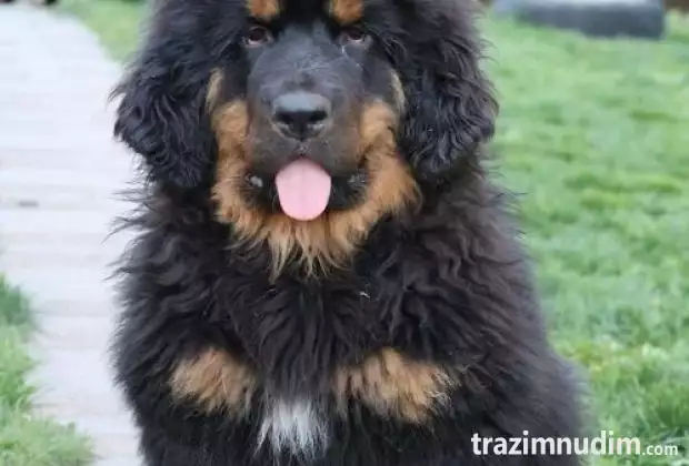 Tibetski mastif, štenci