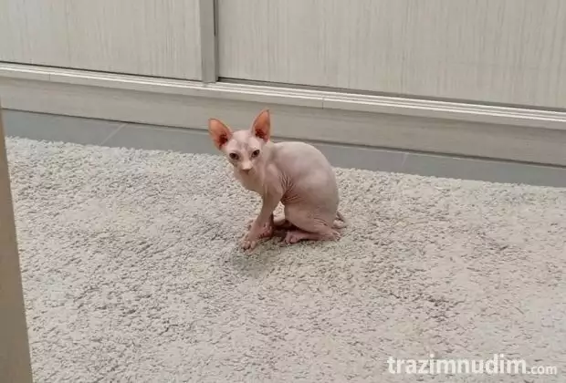 Preostala 2 mužjaka Sphynx mačića (3,5 meseca) – spremni za preuzimanje odmah (Beograd)