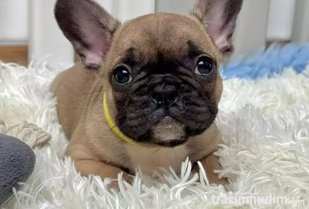 Francuski Buldog prelepi štenci