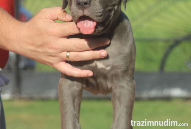 Cane Corso štenci