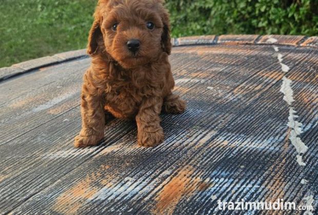Aprikot mini i Crvena toy pudla štenci