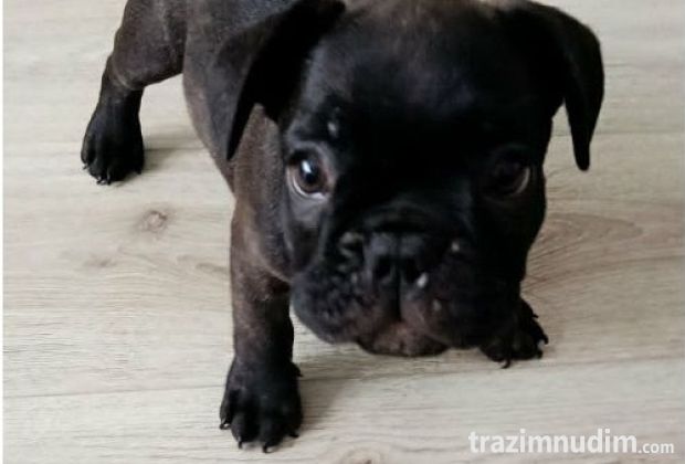 Francuski buldog 