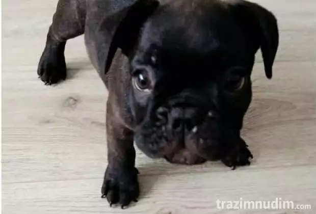 Francuski buldog 