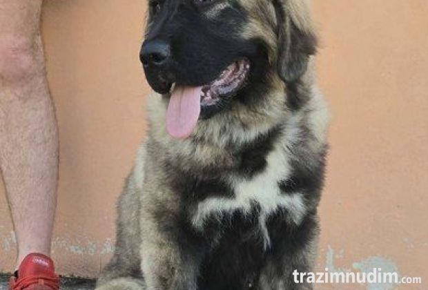 Kavkaski ovčar vrhunski štenci