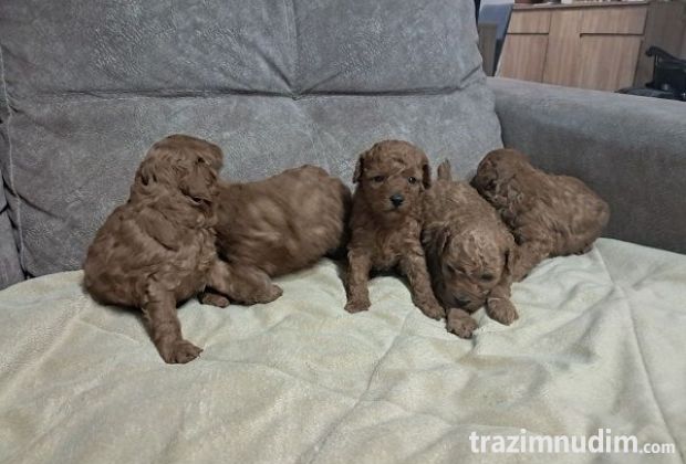 Crvena toj pudla ( Toy Poodle ) 