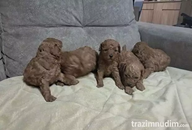 Crvena toj pudla ( Toy Poodle ) 