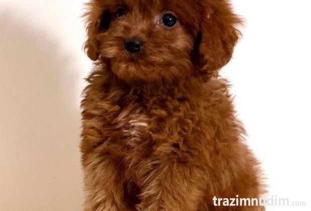Cavapoo-Kavapu (cavalier king charles spaniel + pudla)