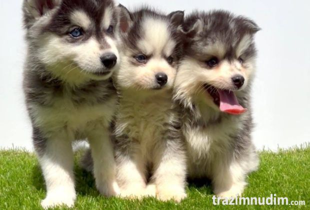 Pomsky-pomski (pomeranac + haski)