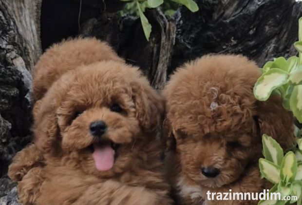 Pudle i maltipoo, prelepi štenci