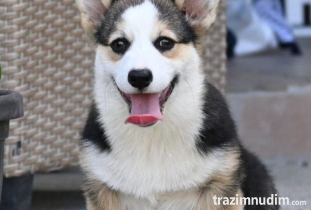 Velski korgi/Welsh Corgi Pembroke