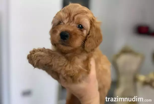 Goldendoodle prelepi štenci