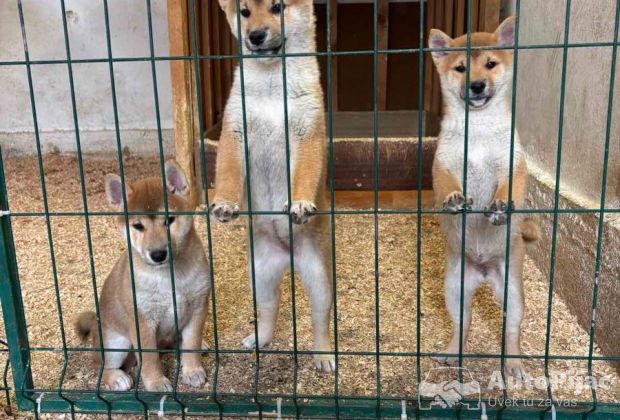 Shiba inu štenci od vrhunskih roditelja