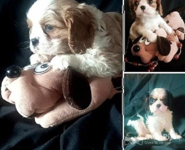 Cavalier King Charles štenci