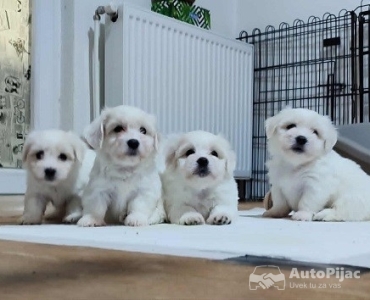 Coton de Tulear
