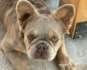 Francuski Buldog zenka