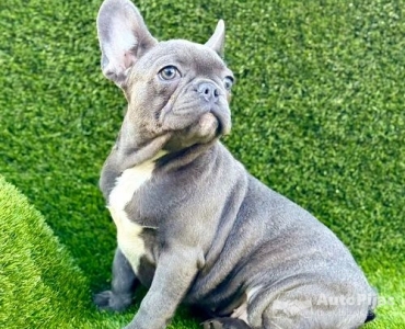 Francuski buldog