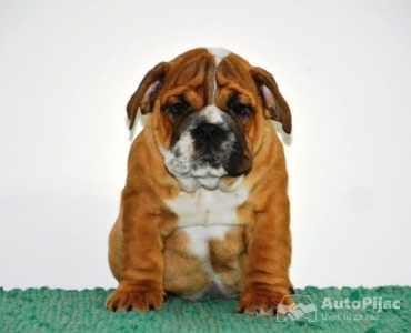 Engleski Buldog