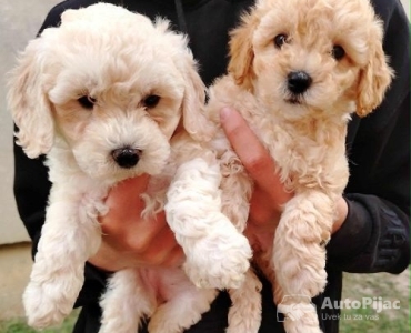 Maltipoo štenci