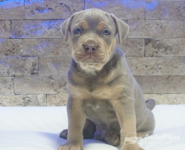 Pitbull Lilac Tricolor štene