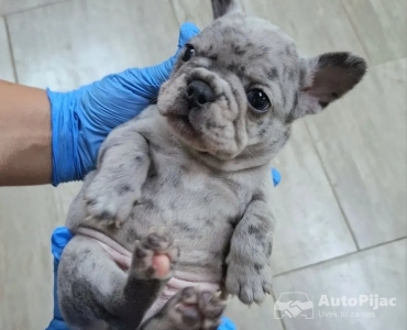 Francuski buldog exotic