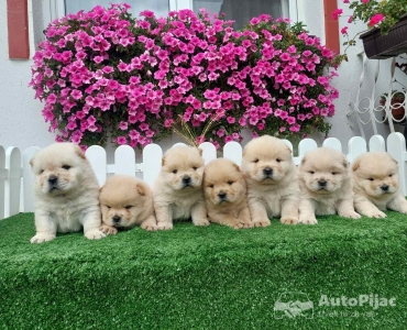 Chow Chow cau cau stenci