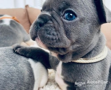 Francuski buldog