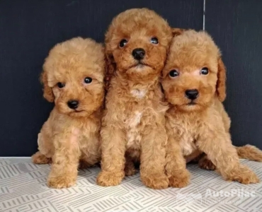 Maltipoo štenci