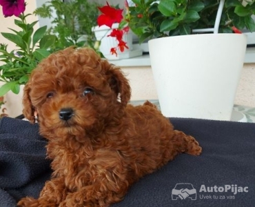 Toy teacup crvena pudla