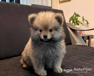 Štenci pomeranskog špica