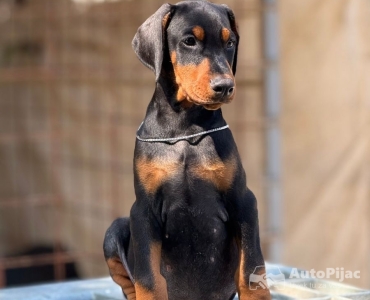 Prodaju se prelepi štenci dobermana, stari 3 meseca