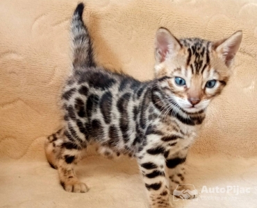 MMaestro_bengal macici