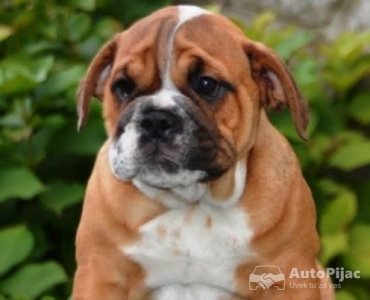 Engleski Buldog