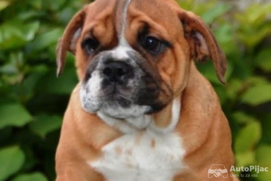 1  engbuldogA1025
