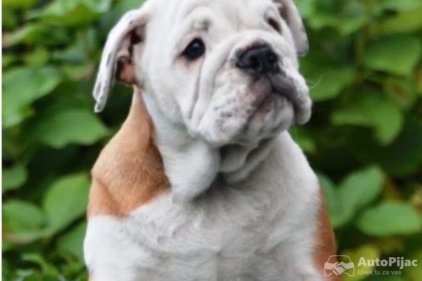 2  engbuldogA1025